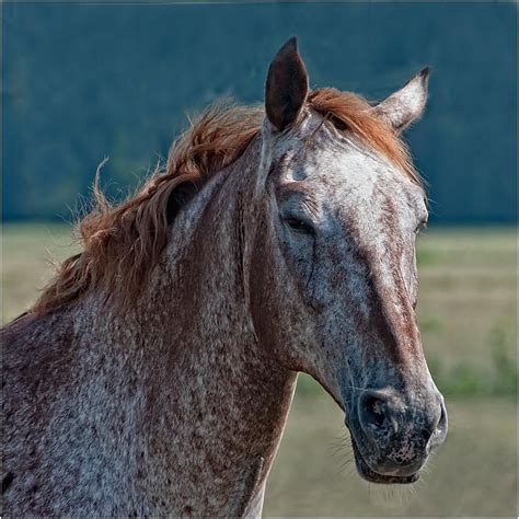 Strawberry Roan. Just like my old boy Rustie | Horses, Cute horses