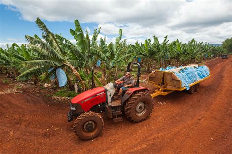 Andrew Watson Photography: Banana Harvest, Atherton Tablelands