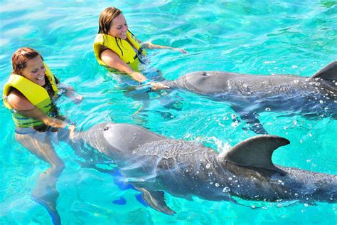 Dolphin Encounter ⋆ Wonderland Roatan Tours