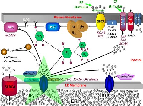 Calcium signaling in cerebellar Purkinje neuron spiny dendrites with... | Download Scientific ...