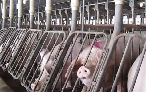 Gestation Crates