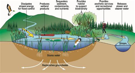 Wetland Ecosystem Diagram