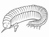 Printable Millipede Coloring Page  Coloring sketch template