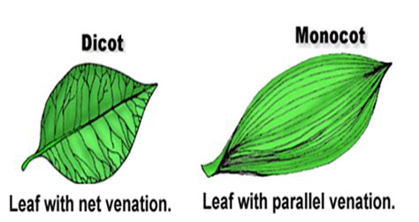 Dicot Leaf With Reticulate Venation