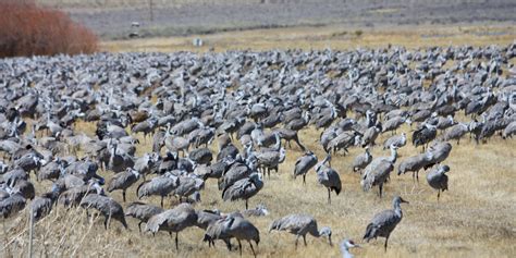 Monte Vista National Wildlife Refuge – Monte Vista, CO