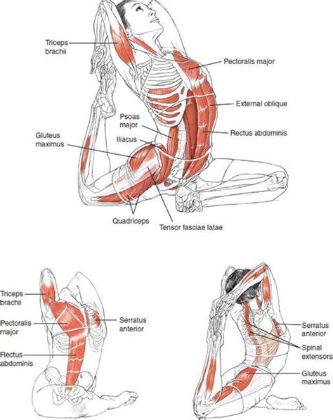 cobra pose variations | Yoga anatomy, Yoga muscles, Yoga inspiration