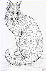 Colorama Cats And Kittens Coloring Page For Kids  Smart Kiddyblogspotcom sketch template