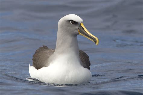 Buller’s albatross – Chris Hill Wildlife Photography