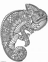 37 Chameleon Coloring Pages  ColoringPagesOnlycom sketch template