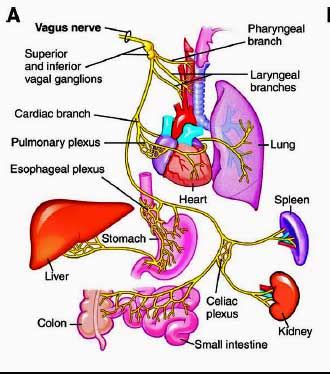 A Mestinon Miracle: Vagus Nerve Stimulating Drug Helps Long Time ME/CFS ...