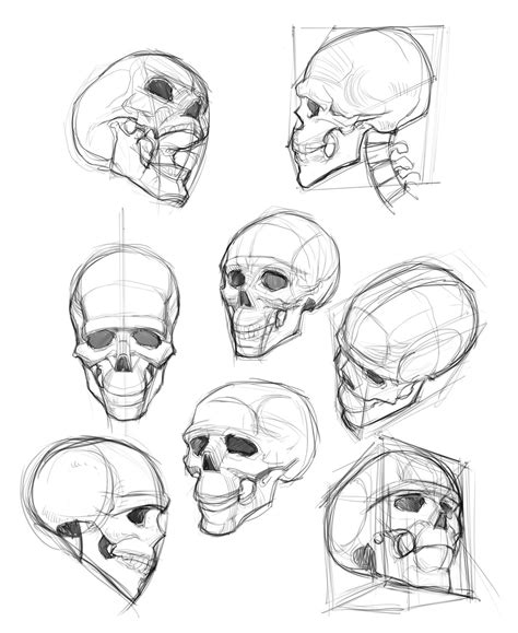 ArtStation - TB, TB Choi | Skull drawing, Skulls drawing, Anatomy art