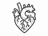Human Heart Coloring For Kids  Page sketch template