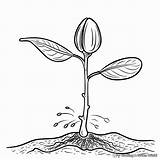 Seed Germination Coloring Page Sketch sketch template