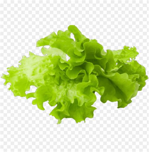 Lettuce clipart sliced, Lettuce sliced Transparent FREE for download on WebStockReview 2024