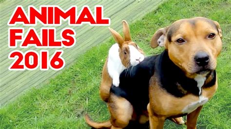 Best Amazing Animal Fails 2016 | Every One Should Watch | Funny Fail ...