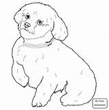Newfoundland Coloring Pages At GetDrawings  Free Download sketch template