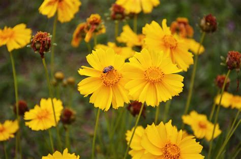 Coreopsis Plant: Care and Growing Guide