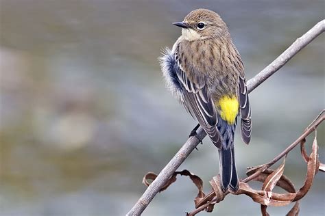 Yellow-rumped Warbler "Dendroica coronata" | Boreal Songbird Initiative