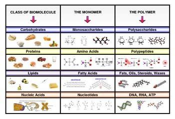 draw the monomers for the following polymer - sonic-worlds-delta-tutorial