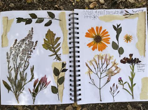 Flower Pressing and Nature Journaling - Marley Peifer