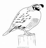 California Quail 6 Coloring Page For Kids  Free Quails Printable sketch template