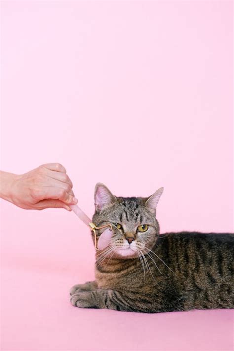 Brown Tabby Cat Getting Massage · Free Stock Photo