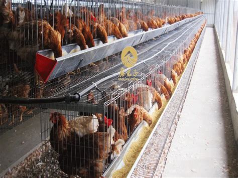 Cheap Poultry Farm Design Layer Chicken House With Automatic Cage ...