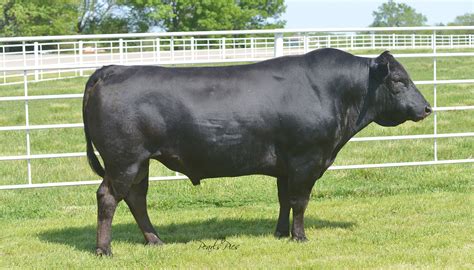 Wagyu Cattle Breed Everything You Need to Know