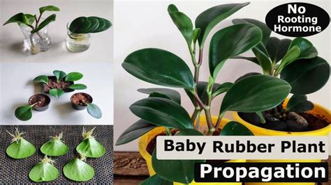 YouTube | Rubber plant, Plant care houseplant, Baby rubber plant