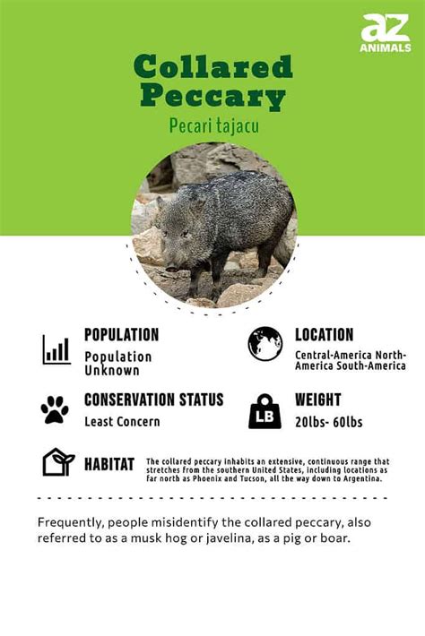 Collared Peccary - A-Z Animals