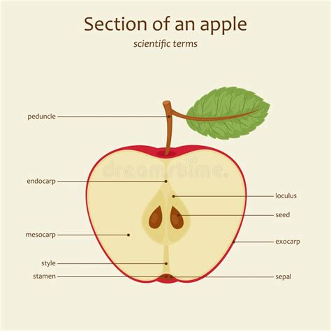 Apple parts names, vector stock vector. Illustration of learn - 77619771