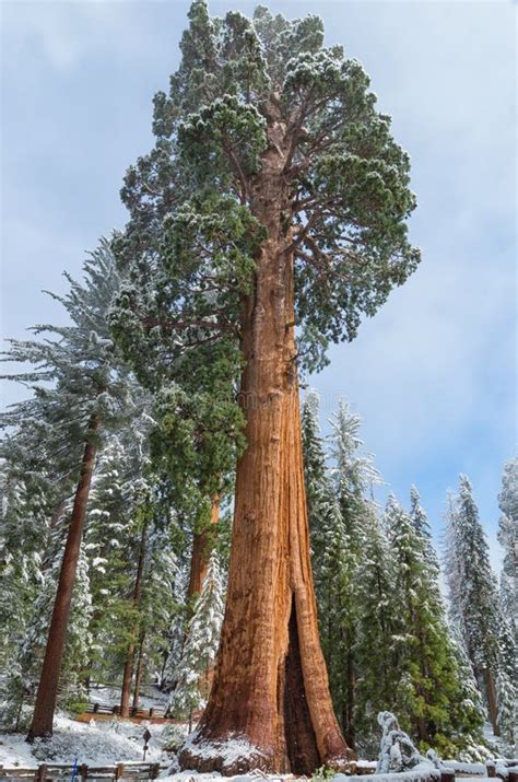 Giant Sequoia Trees in Sequoia National Park , USA Stock Photo - Image of states, america: 97782220