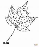Red Maple Leaf coloring Page  Free Printable Coloring Pages sketch template