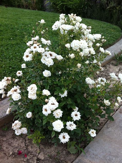 Miniature Rose Bush - Jamal Garden Plant