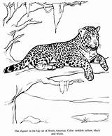 Jaguar Coloring Pages  Best For Kids sketch template