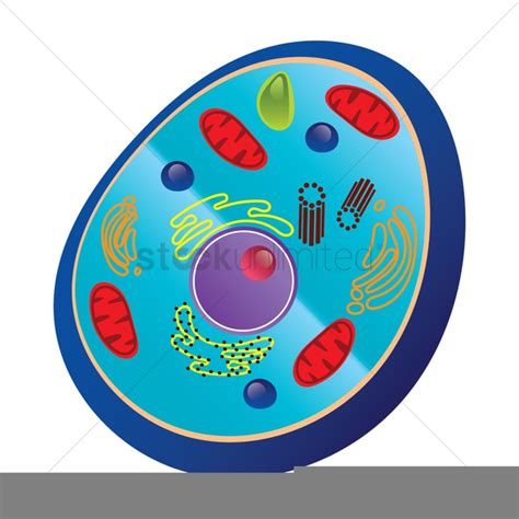 Cell Nucleus Clipart | Free Images at Clker.com - vector clip art online, royalty free & public ...