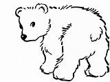 Baby Polar Bear Coloring Pages sketch template