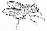 Fly Coloring Pages To Download And Print For Free sketch template