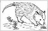 Opossum Coloring Page sketch template