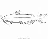 Channel Catfish Coloring Page For Kids sketch template