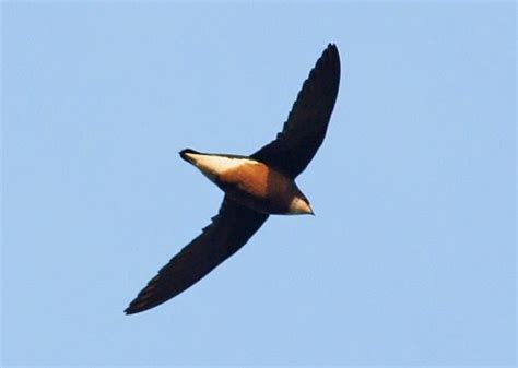 Birds of the World: White-throated needletail