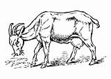 Coloring Page Goat  Free Printables Img 17358 sketch template