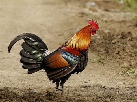 Red Junglefowl – birdfinding.info