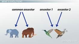 Quiz & Worksheet - Divergent vs. Convergent Evolution | Study.com