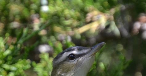 Woods Walks and Wildlife: Next Up in the Migration Parade...