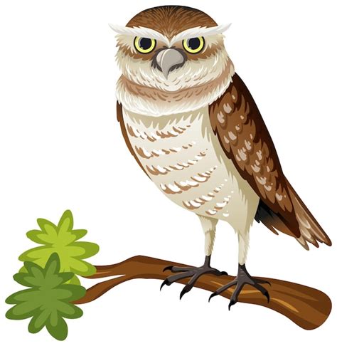 Free Vector | Animal cartoon character of an owl on white background