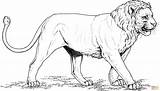 Asian Lion coloring page  Free Printable Coloring Pages sketch template