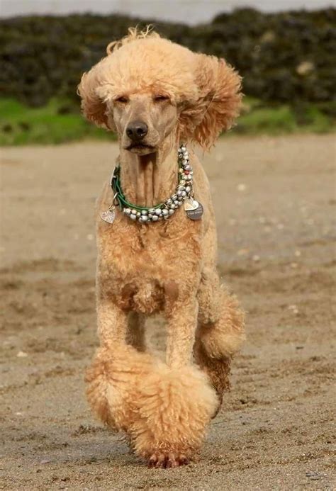 #standardpoodle | Poodle dog, Pure breed dogs, Poodle puppy