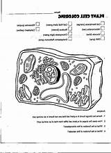 Cell Membrane Coloring Activity Pages sketch template
