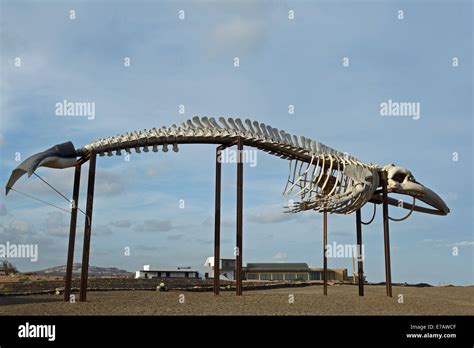 Baleen whale skeleton hi-res stock photography and images - Alamy